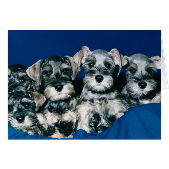 Chiots de Schnauzer miniature (Devant horizontal)