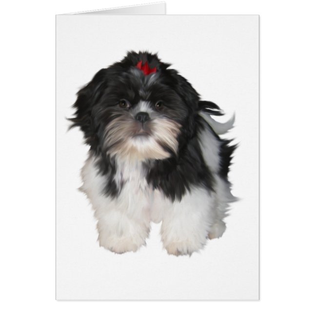 Chiots de Shitzu Shih Tzu (Devant)