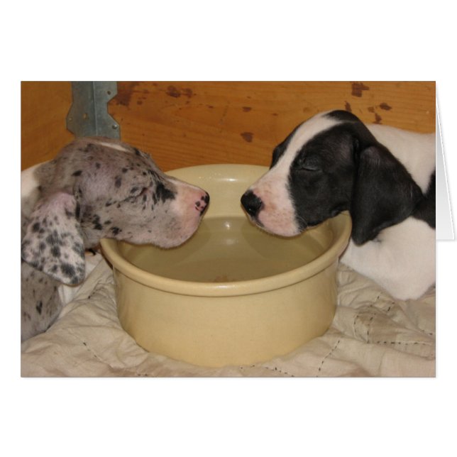 Chiots 'deux Tired de great dane (Devant Horizontal)