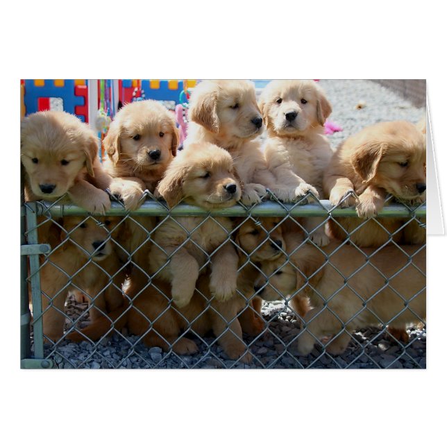 Chiots d'or (Devant horizontal)