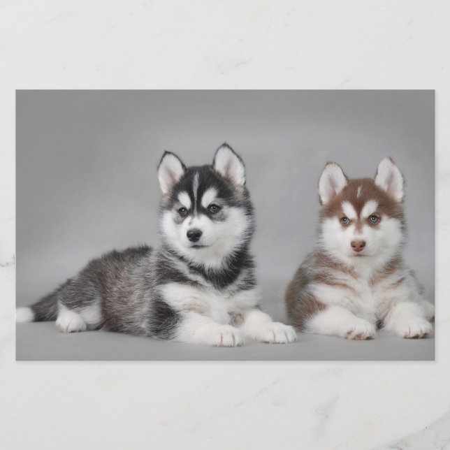 Chiots husky sibériens (Devant)