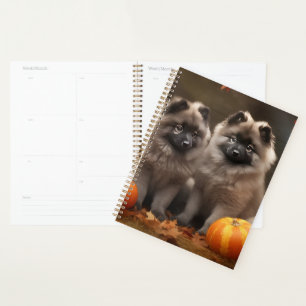 Chiots Keeshond Délice d'Automne Citrouille