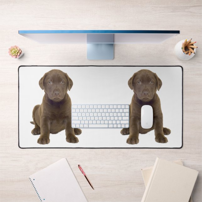 Chiots Labrador au Chocolat (Bureau 1)