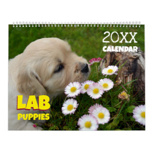 Chiots Labrador Retriever Mignons Calendrier 2027
