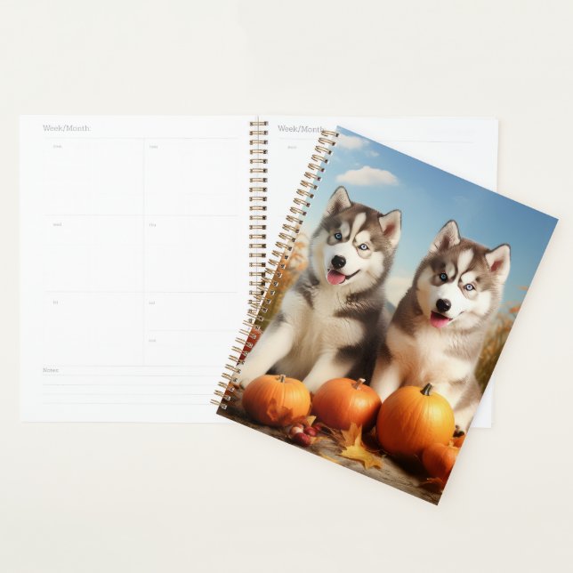 Chiots Malamute d'Alaska Délice d'Automne Citrouil (Devant avec enveloppe)