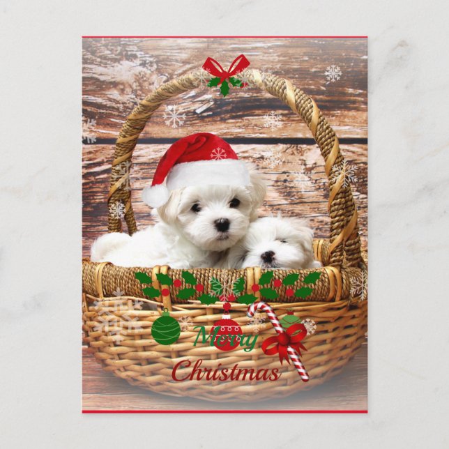 Chiots maltais dans une carte postale de vacances  (Devant)