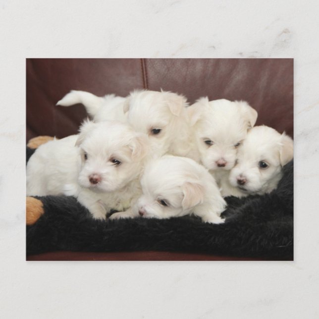Chiots maltais sur carte postale (Devant)