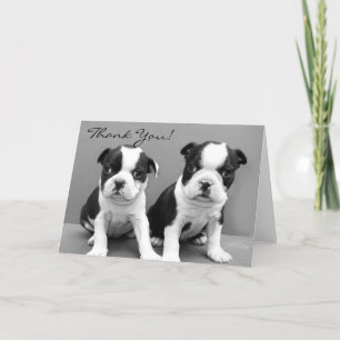 Chiots Merci Boston terrier carte de voeux