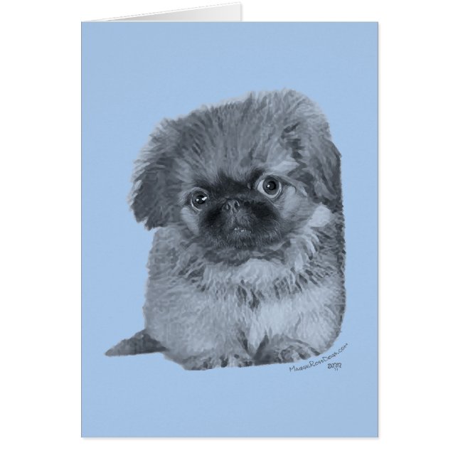 Chiots Pékinois Bleu (Devant)