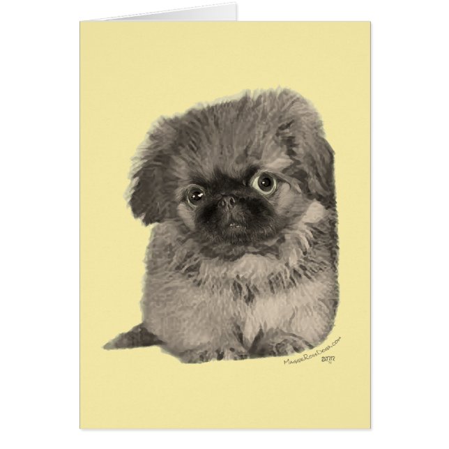 Chiots Pékinois Jaune (Devant)