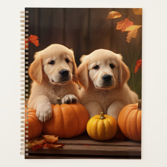 Chiots Retriever Doré Délice d'Automne Citrouille  (Devant)