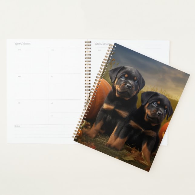 Chiots Rottweiler Délice d'Automne Citrouille (Devant avec enveloppe)
