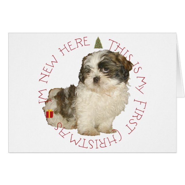 Chiots Shih Tzu Premier Noël (Devant horizontal)