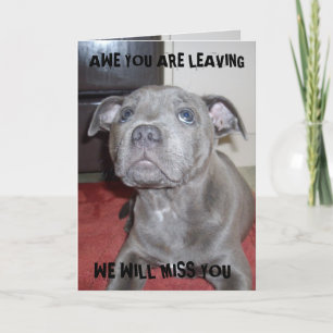 Chiots Staffordshire Bull Terrier, Carte Bonvoyage