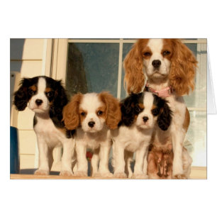 Chiots sur le porche