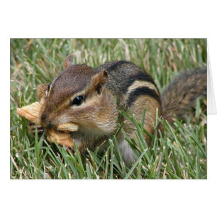 Chipmunk