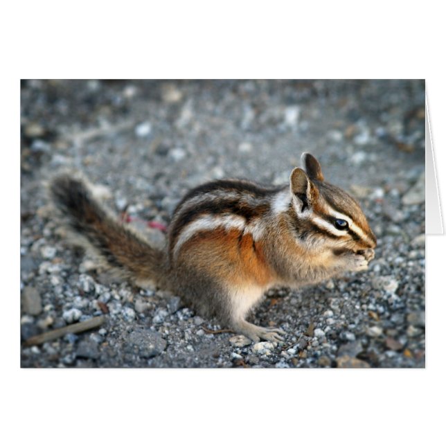 Chipmunk (Devant horizontal)