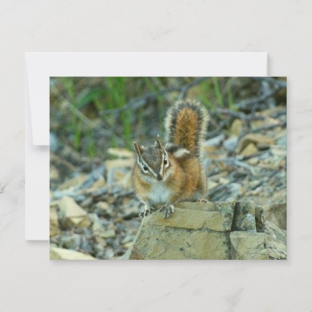 Chipmunk dans le parc national des Glaciers (Devant)