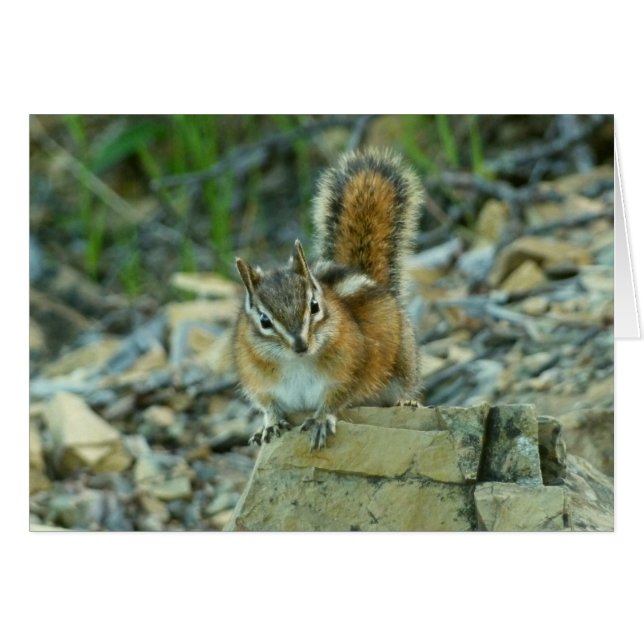 Chipmunk dans le parc national des Glaciers (Devant horizontal)