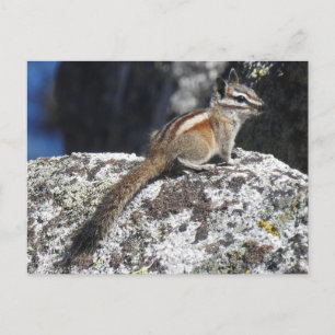Chipmunk, faune, animaux sauvages, carte postale