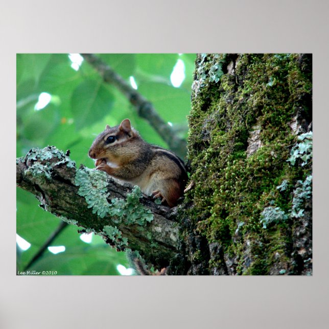 Chipmunk in Tree Mating Breakfast Poster (Devant)