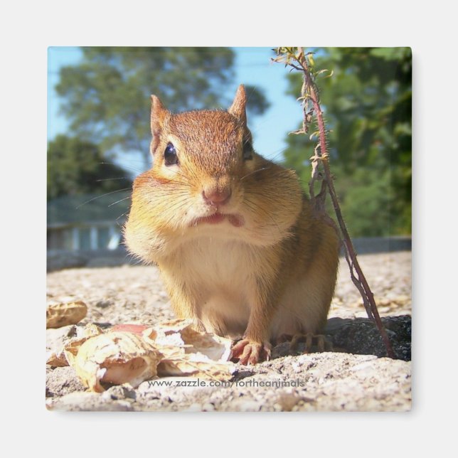 Chipmunk - Magnet (Devant)