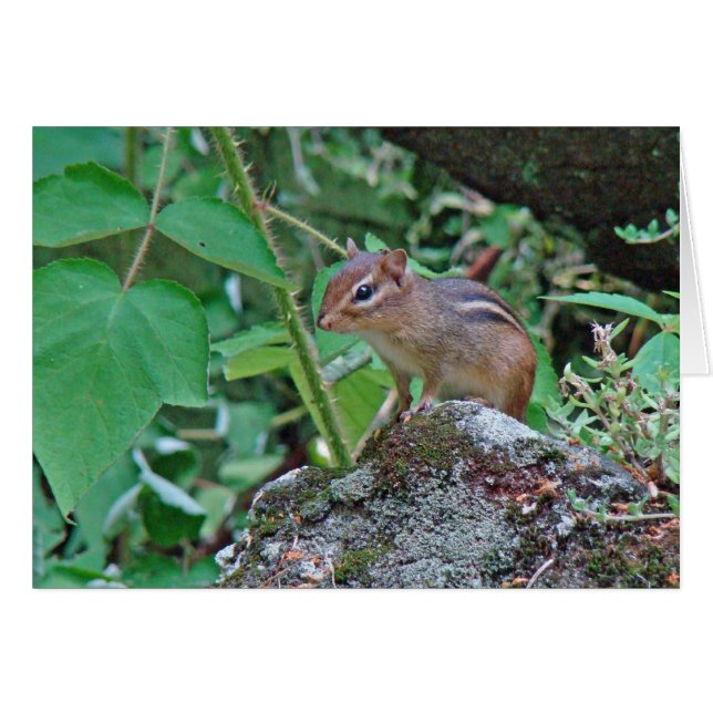 Chipmunk oriental sur Stump (Devant horizontal)