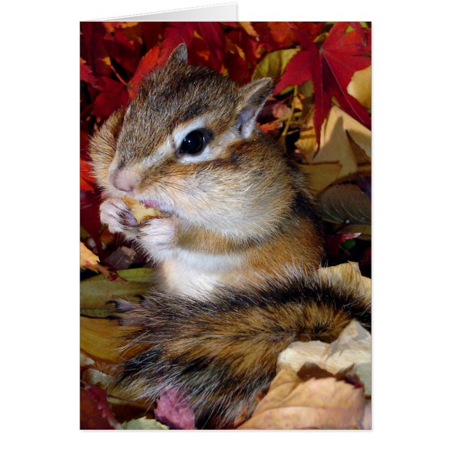 Chipmunk (photo) , Autumn (Devant)