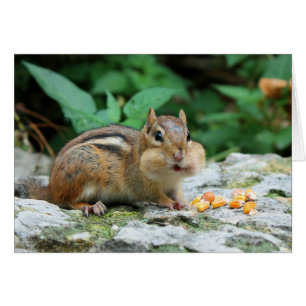 Chipmunk With Stuffed Cheeks Card