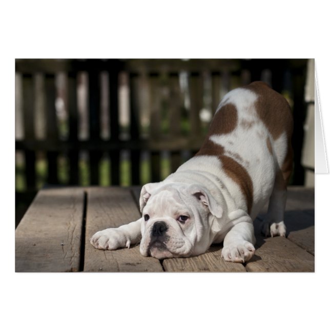 Chippon anglais Bulldog (Devant horizontal)