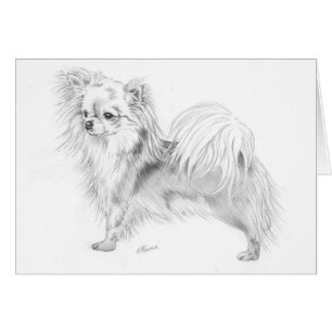 Chiwawa de Longcoat - se tenant