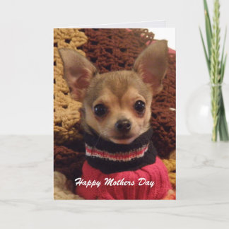 Chiwawa mignon : Carte de jour de mères
