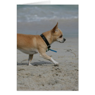 Chiwawa sur la plage