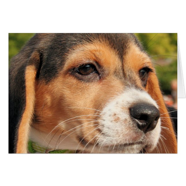 Chloe - beagle Photo-19 (Devant horizontal)
