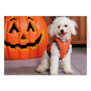 Chloe - Poochon - Photo-10