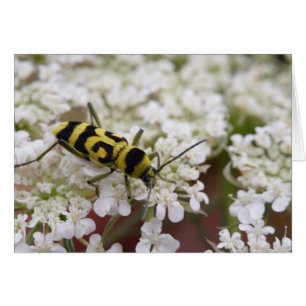 Chlorophore varius