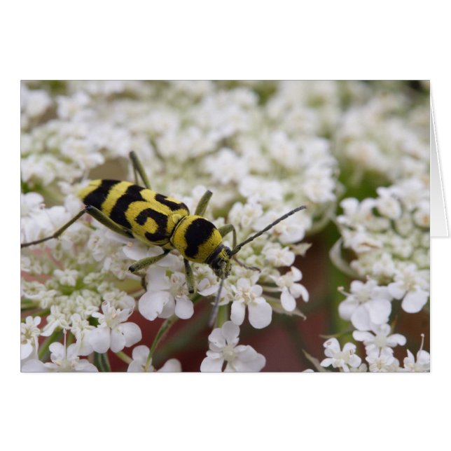 Chlorophore varius (Devant horizontal)