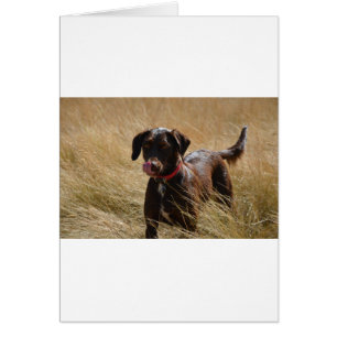 Chocolat Brown Labrador Retriever