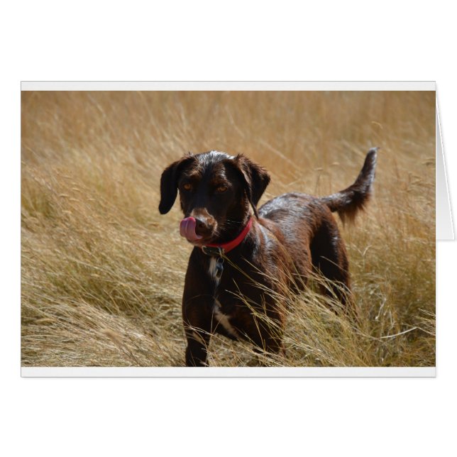 Chocolat Brown Labrador Retriever (Devant horizontal)