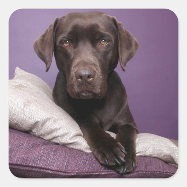 Chocolat Brown Labrador Retriever Sticker chien (Devant)
