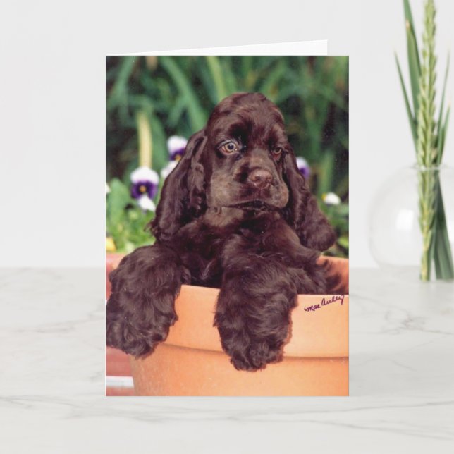 Chocolat Cocker Spaniel carte de voeux (Devant)