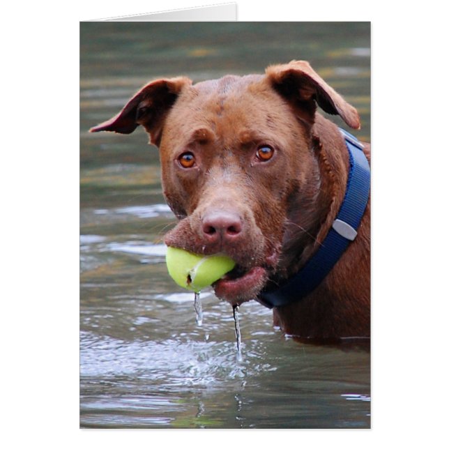 Chocolat Lab Pit Mélanger Chien Avec Boule (Devant)