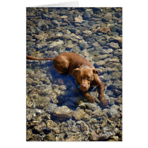 Chocolat Lab Pit Mélanger Chien Sur Les Rochers