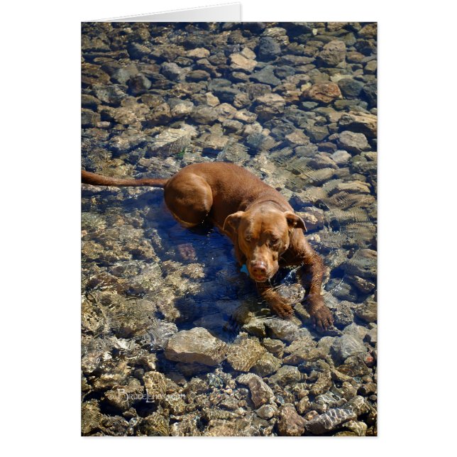 Chocolat Lab Pit Mélanger Chien Sur Les Rochers (Devant)