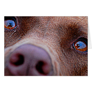 Chocolat Lab Pit Mélanger le nez de chien