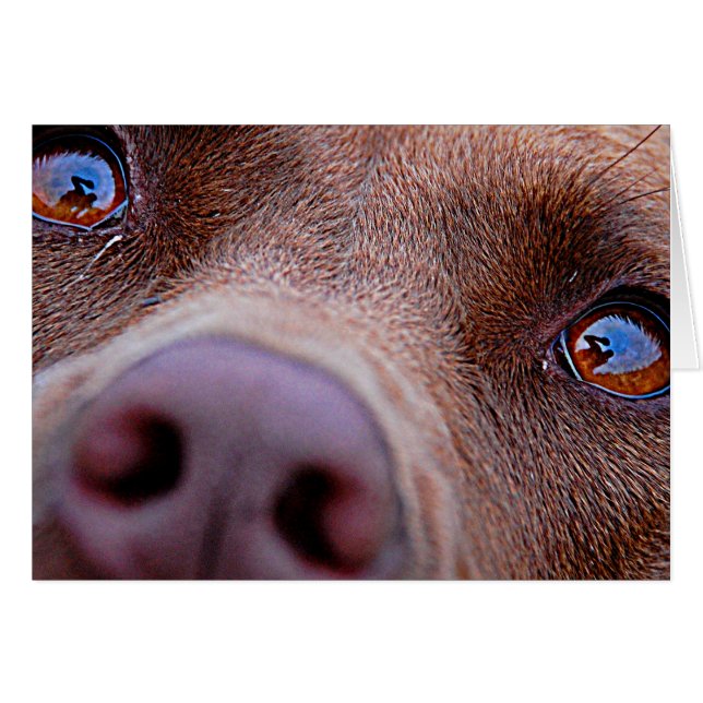 Chocolat Lab Pit Mélanger le nez de chien (Devant horizontal)