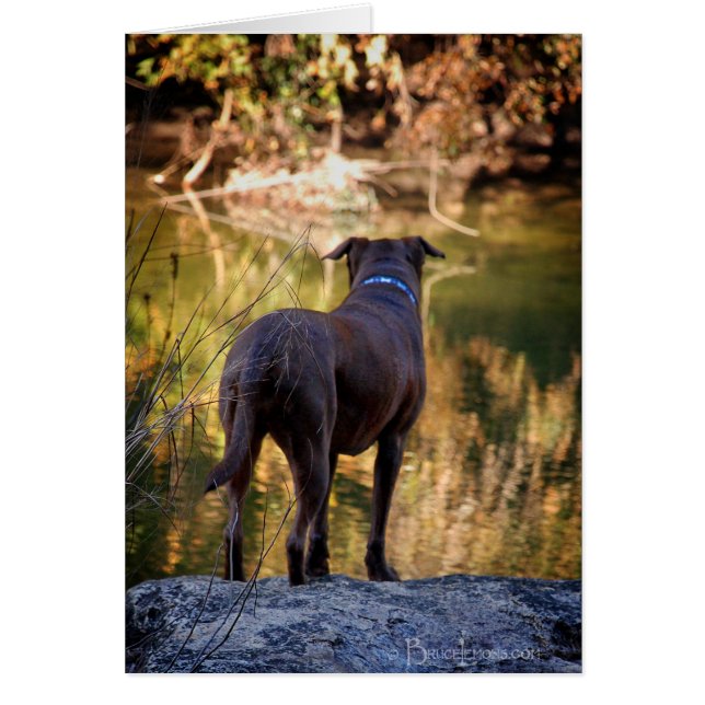 Chocolat Lab Pit Mix Chien Serene (Devant)