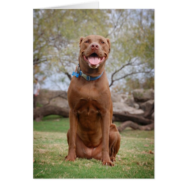 Chocolat Lab Pit Mix Chien Sourire 2 (Devant)