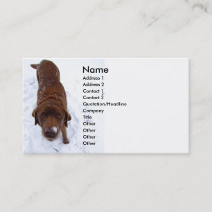 Chocolat Labrador dans le carte de visite de neige