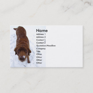 Chocolat Labrador dans le carte de visite de neige